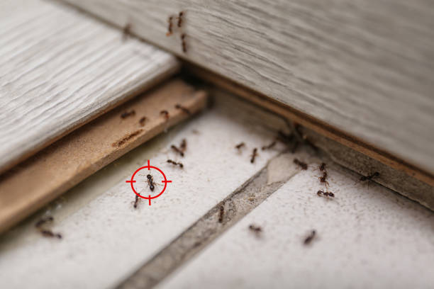 Best Ant Control Services  in Sylacauga, AL