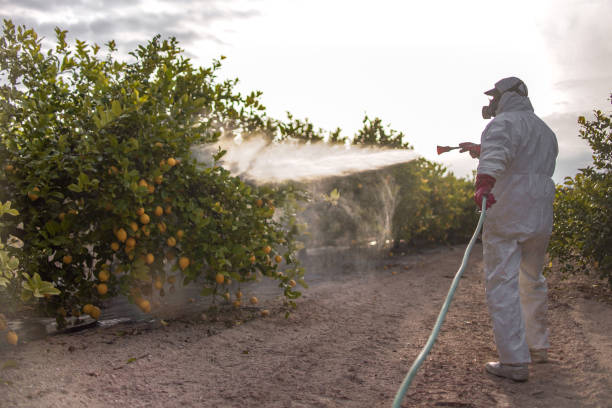 Best Termite Control Services  in Sylacauga, AL
